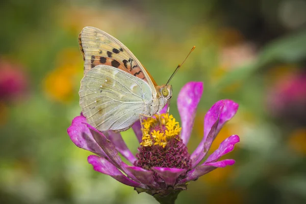 Färgglad fjäril samlar pollen från blommor — Stockfoto