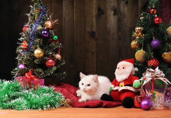 Decorações Ano Novo Gato Branco Papai Noel Estúdio — Fotografia de Stock