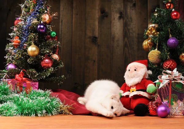 Διακόσμηση Της Πρωτοχρονιάς Λευκή Γάτα Και Άγιος Βασίλης Στο Στούντιο — Φωτογραφία Αρχείου
