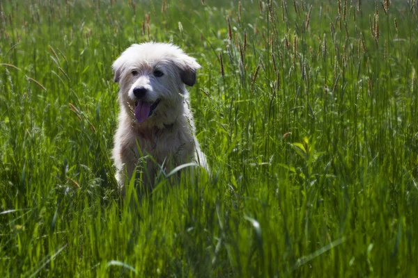 sevimli köpek uzun yeşil otların içinde
