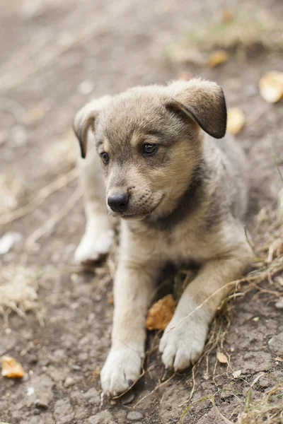 Lindo cachorro — Foto de Stock