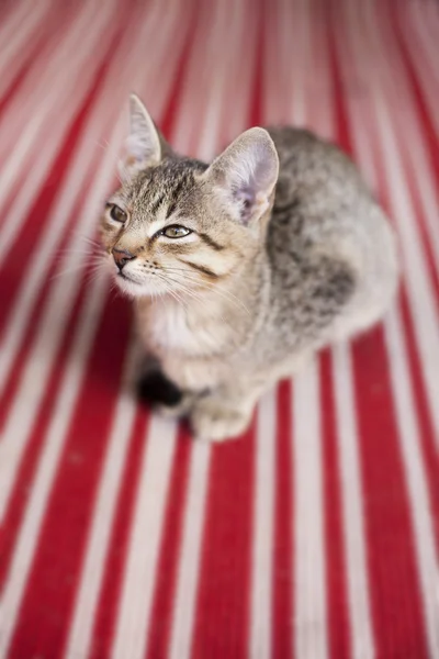 Şirin kedi.