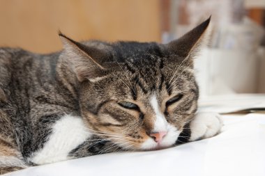 uykulu kedi