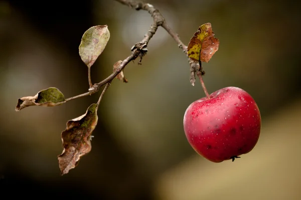 Red tasty apple — Stock Photo, Image