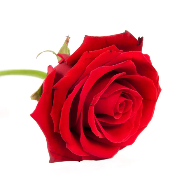 Lovely red rose Royalty Free Stock Images