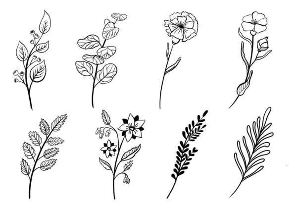 Hand drawn floral elements. Botanical set — Stock Vector