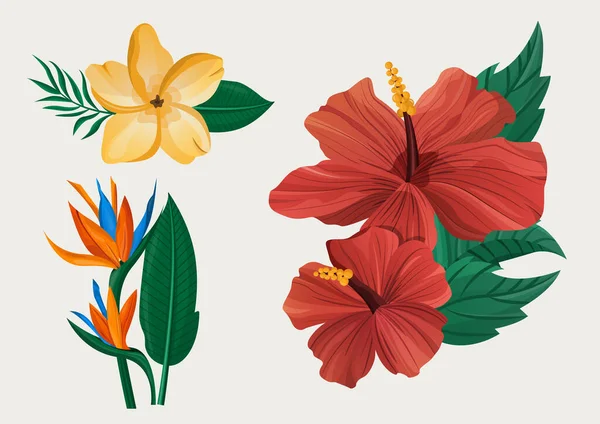 Exotiska eller tropiska blommor set. Botanisk illustration — Stock vektor