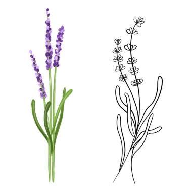 Branch of lavender in doodle and hand drawn styles