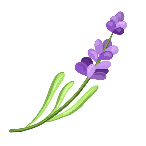 Branch of lavender. Doodle drawing. — Stok Vektör