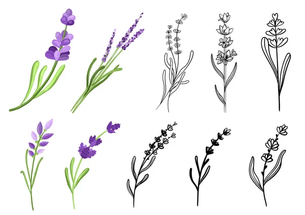 Conjunto de ramos de lavanda em doodle e estilos desenhados à mão — Vetor de Stock