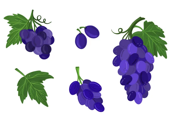 Set Blue Grapes Bunches Individual Berries Seeds Leaves Vector Illustration — 스톡 벡터