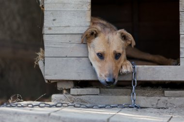 Chained up dog