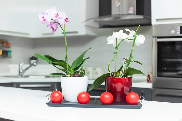 Orchideeën in keuken — Stockfoto