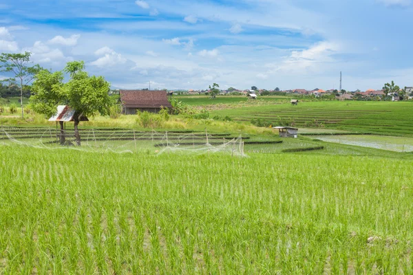 Campo di risaia — Foto Stock