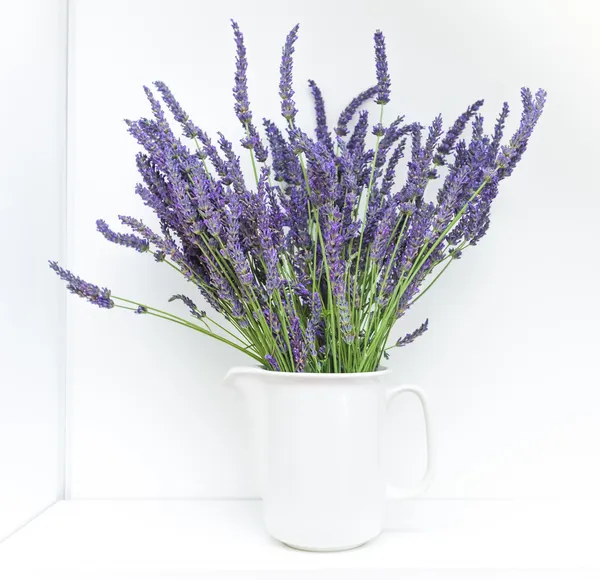 Lavender — Stock Photo, Image