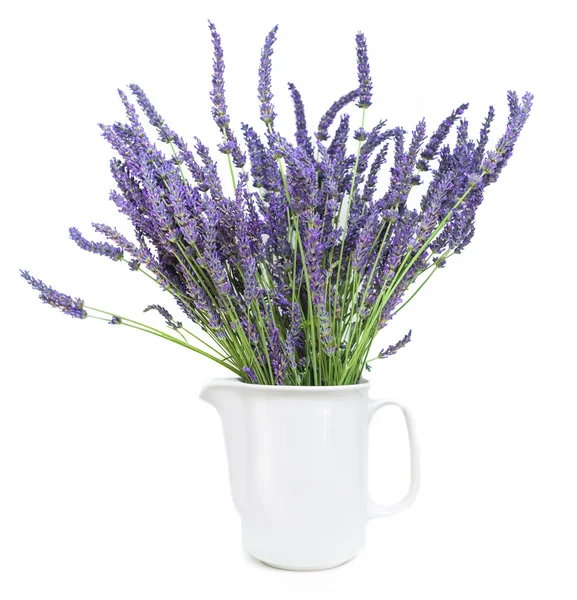 Lavender — Stock Photo, Image