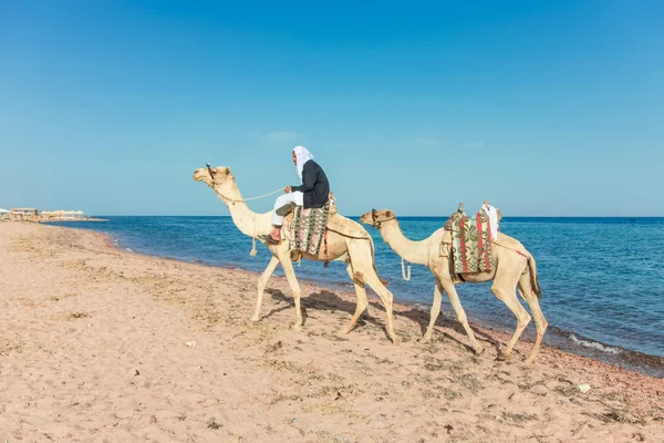 Camel stuurprogramma — Stockfoto