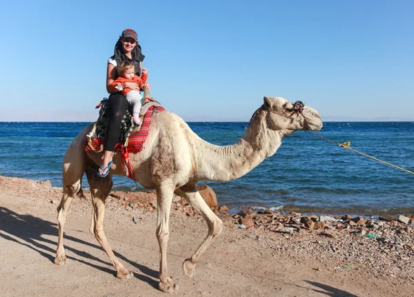 Vrouw op kameel — Stockfoto