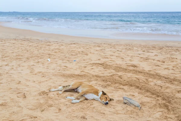 Κίτρινο σκυλί τοποθέτηση το άδειο αμμώδη παραλία. — Φωτογραφία Αρχείου