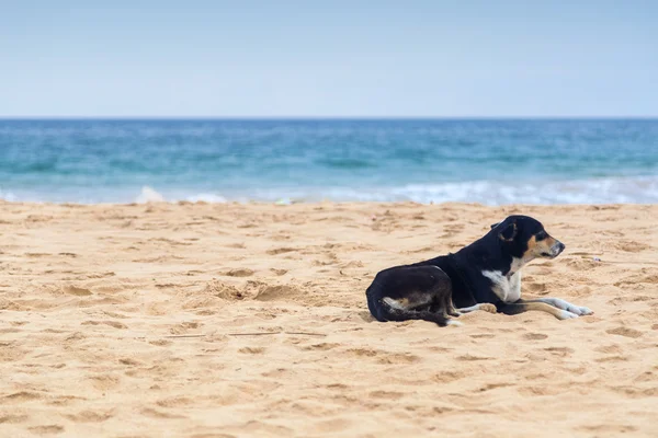 Svart hund ligger på den tomma sandstranden. — Stockfoto