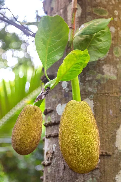 Jackfruits hanging from the trunk — Stock Photo, Image