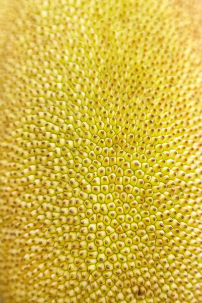 Closeup of jackfruit