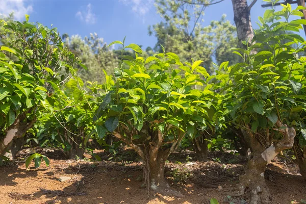 Tea plantation — Stock Photo, Image