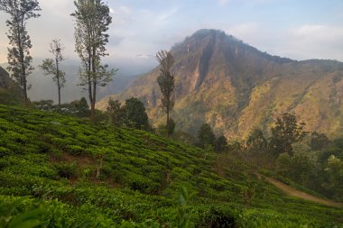 çarpıcı görünümü ünlü çay plantasyon ve kırsal kesimde ella, sri lanka