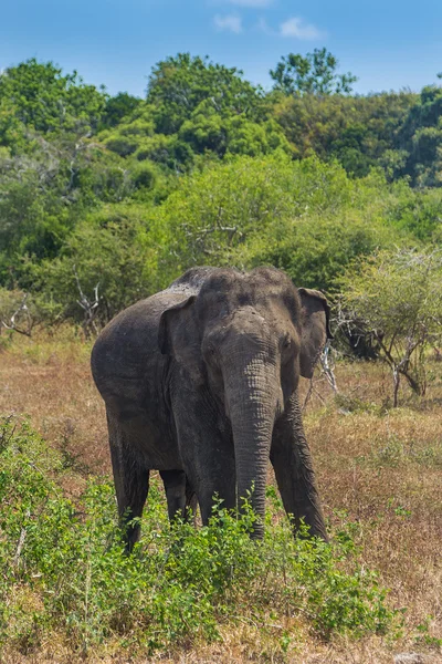 Wild elephant in Yala National Park in Sri Lanka. — Stock Photo, Image