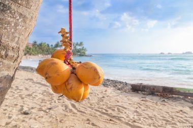 Cluster of king coconut hanging from palm tree clipart