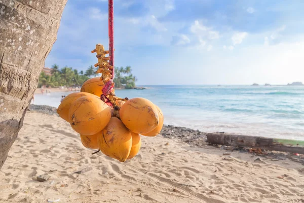 Cluster of king coconut hanging from palm tree — Stock Photo, Image