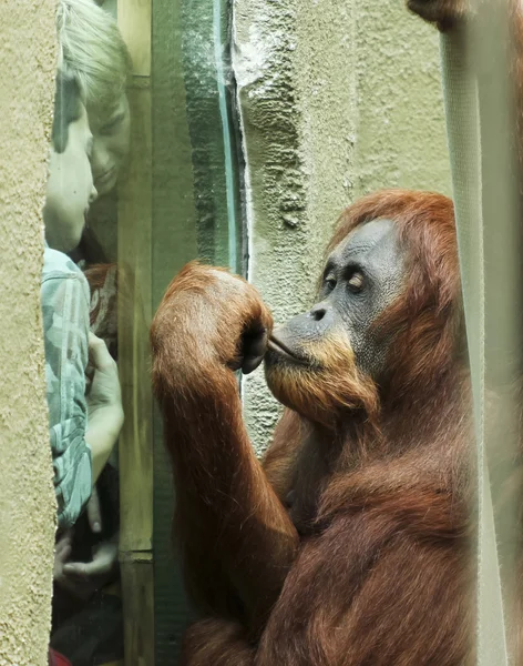 En orangutang fascinerar ett par pojkar — Stockfoto