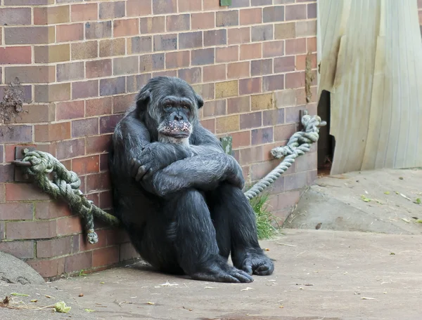 Szympans zoo siedzi sam w kontemplacji — Zdjęcie stockowe