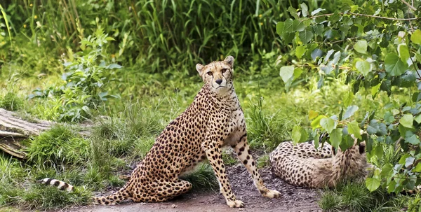 Dvojice gepardů v džungli — Stock fotografie