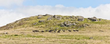 bir sürü dartmoor midilli, devon, İngiltere