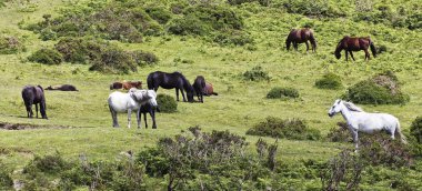 A Herd of Dartmoor Ponies, Devon, England clipart