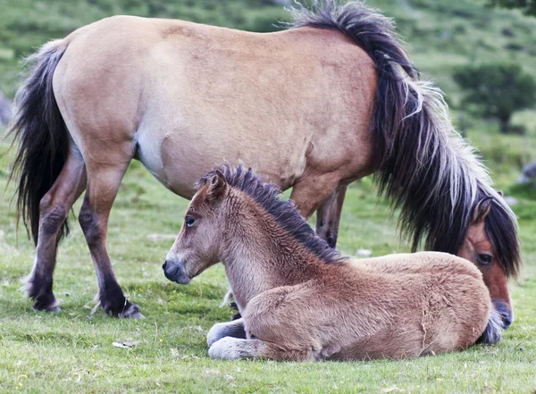 A Dartmoor Pony Mare and Foal, Devon, Angleterre — Photo