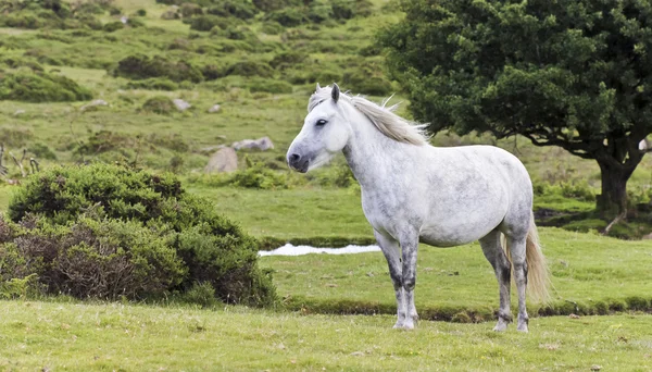 Un beau poney blanc Dartmoor, Devon, Angleterre — Photo