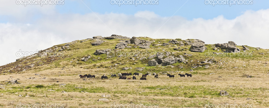 A Herd of Dartmoor Ponies, Devon, England