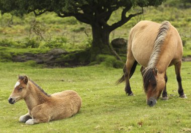 A Dartmoor Pony Mare and Foal, Devon, England clipart