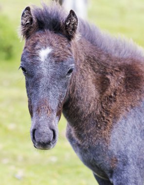 dartmoor midilli tayı, devon, İngiltere