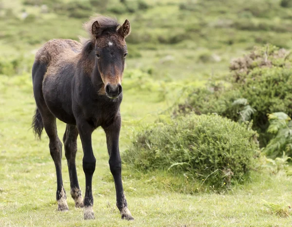 A Dartmoor Pony Foal, Devon, England — Stock Photo, Image