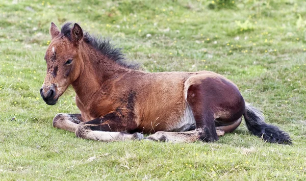 Un poulain poney de Dartmoor, Devon, Angleterre — Photo