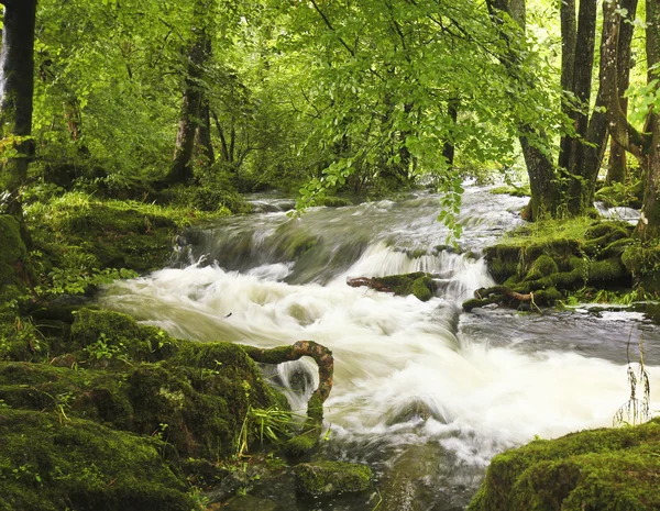 En översvämning creek i en lummig skog — Stockfoto