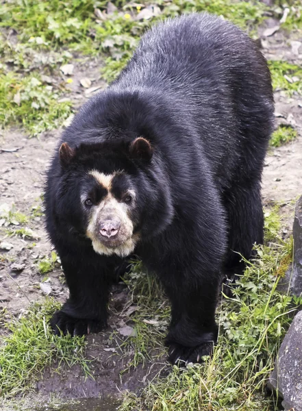 Ein Brillenbär im Nebelwald — Stockfoto