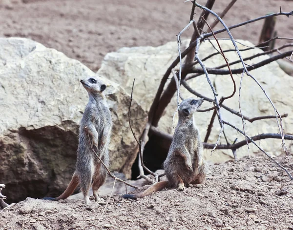 Un par de suricatas siempre alerta al peligro — Foto de Stock