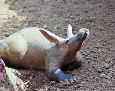 An Aardvark Sticks Out its Pink Tongue clipart