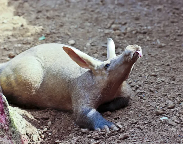 Een aardvark steekt haar roze tong — Stockfoto