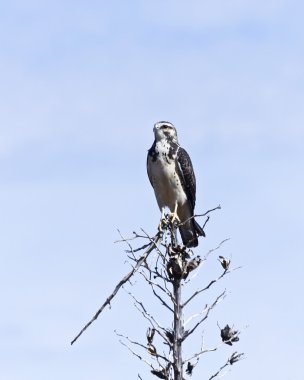 bir avize ağacı sap üzerinde çocuk gri Şahin