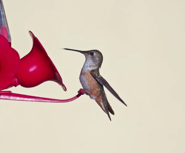 Um Immature Rufous Hummingbird em um alimentador — Fotografia de Stock